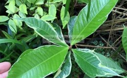 Syzygium-malaccense-albomarginata-grafted-60