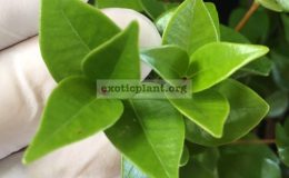 Syzygium-paniculatum-heart-leaf-35-