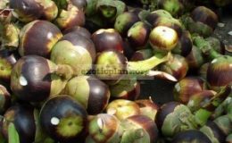 Syzygium-polycephalum-