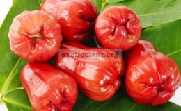 Syzygium-samarangense