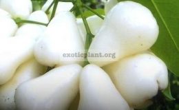 Syzygium-samarangense-Petch-Nang-Fah-seedless-35-The-white-fruit-has-a-sweet-taste-with-crispy-flesh