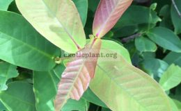Syzygium-samarangense-small-and-red-fruit-30-