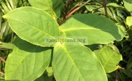 Syzygium-samarangense-small-and-white-fruit-32-