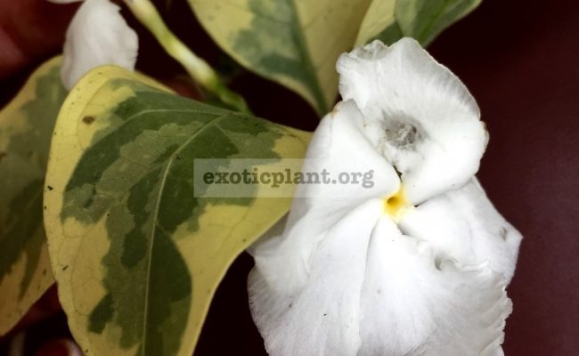 Tabernaemontana-T05-Golden-variegated-30