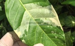 Tabernaemontana-divaricata-Bangsaphan-Dream-50-