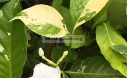 Tabernaemontana-divaricata-Bangsaphan-Dream-50