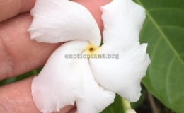 Tabernaemontana-divaricata-Bangsaphan-Dream-green-leaf-20