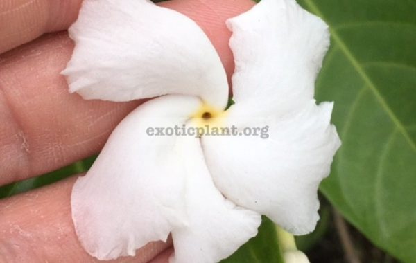 Tabernaemontana-divaricata-Bangsaphan-Dream-green-leaf-20