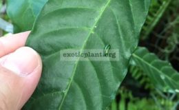 Tabernaemontana-divaricata-Dok-Bua-20-