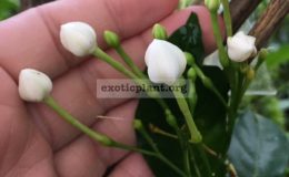 Tabernaemontana-divaricata-Dok-Bua-20