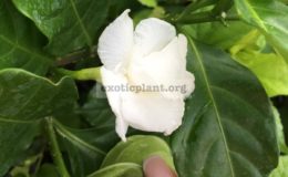 Tabernaemontana-divaricata-White-Rose-