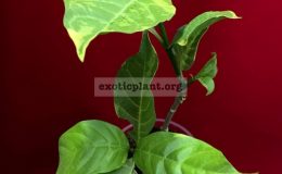 Tabernaemontana-divaricata-White-Rose-variegated-35