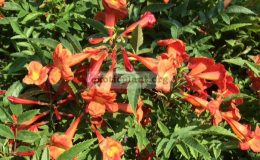 Tecoma-stan-orange-flower