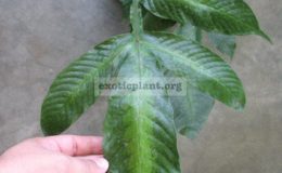Tectaria-sp.T02-variegated