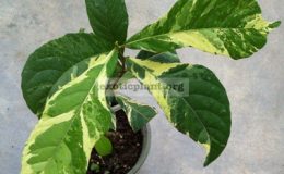 Tetracera-loureiri-variegated-