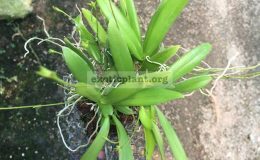 Thrixsperma-hystrix