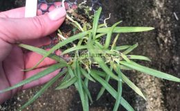 Tuberolabium-odorantissimum