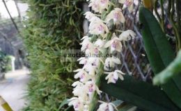 Tuberolabium-quisumbingii