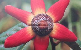 Uvaria-grandiflora-rufa