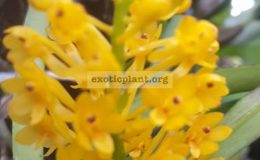Vanda-aureum