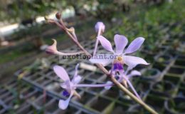 Vanda-coerulescens