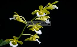 Vanda-vietnamica-