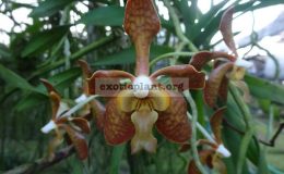 Vanda-vipani-Burma-
