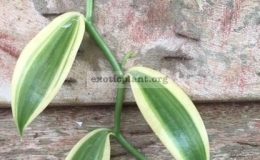 Vanilla-planifolia-albomarginata-30