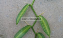 Vanilla-planifolia-‘Lemon-Splash’-10