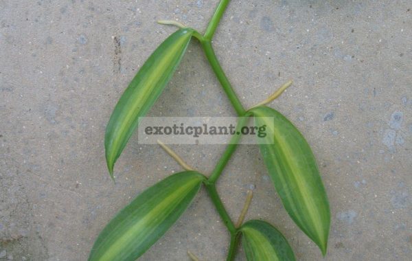 Vanilla-planifolia-‘Lemon-Splash’-10