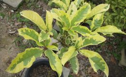 Vitex-glabata-variegata