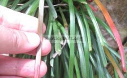 Vittaria-sp.T01-Southern-Thailand-24