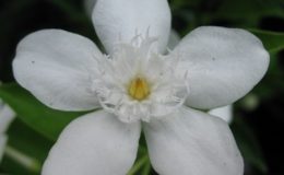 Wrightia-antidysenterica-Sri-Lanka