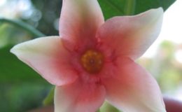 Wrightia-dubia-Red-small-flower