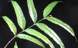 Wrightia-dubiared-flowerlong-leaf-35