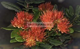 Xanthostemon-Youngii-EP-24