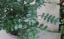 Zanthoxylum-beecheyanum-30