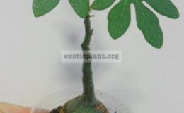 adenia-glauca-40