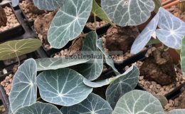 adenia-sp-purple-leaf-new-75