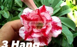 adenium-3-hang