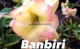 adenium-Banbiri-23