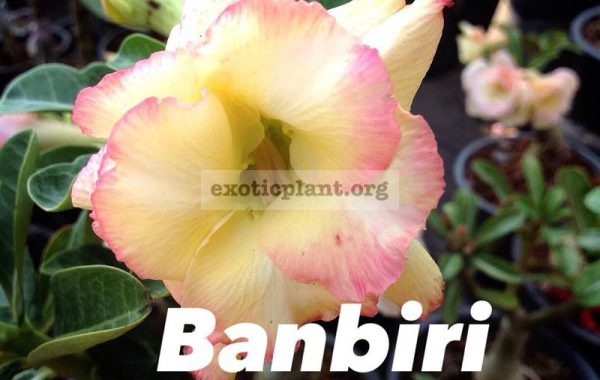 adenium-Banbiri-23