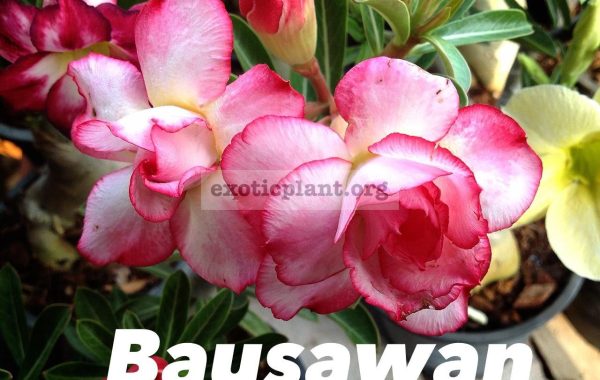 adenium-Bausawan