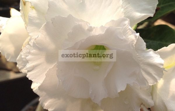 adenium-Big-Jumbo-22