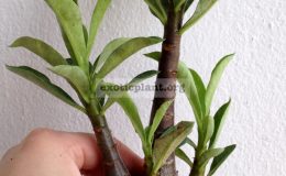 adenium-Black-Gailan-1-1