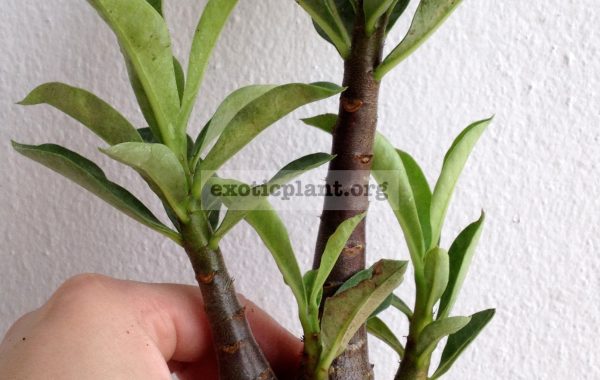 adenium-Black-Gailan-1-1