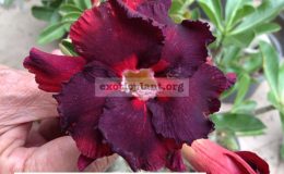 adenium-Black-Magic