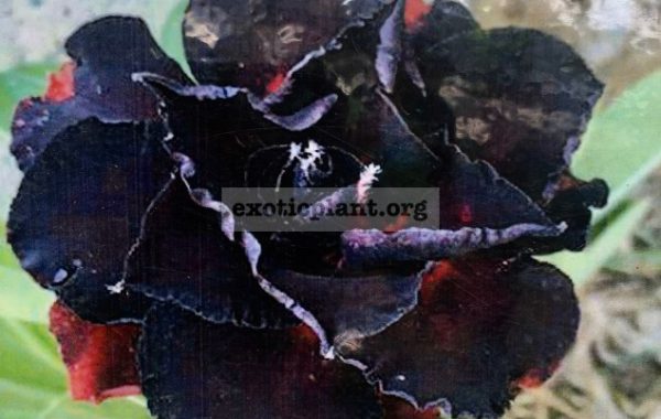 adenium-Black-Rose-25