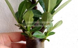 adenium-Black-Thai-Soco