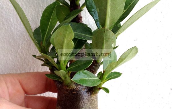 adenium-Black-Thai-Soco